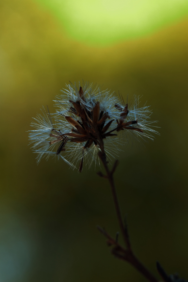 la fleur aux aiguilles