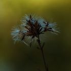 la fleur aux aiguilles