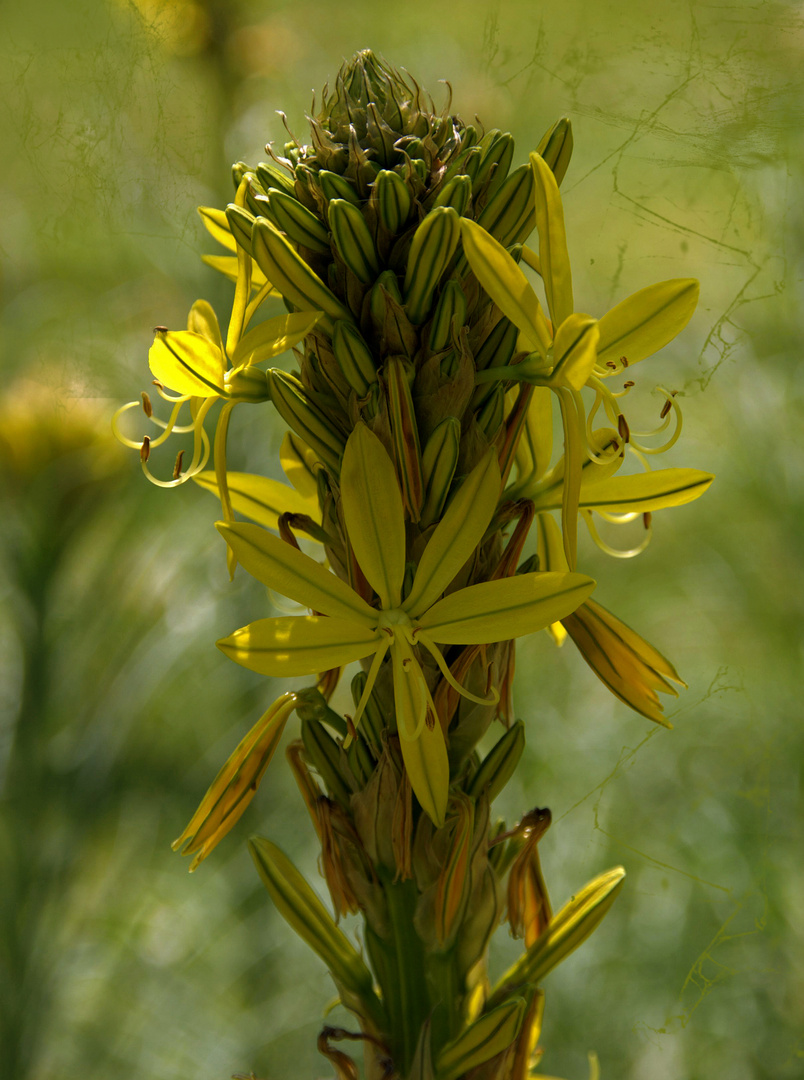 La fleur aux étoiles