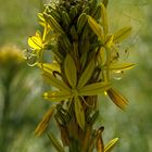 La fleur aux étoiles