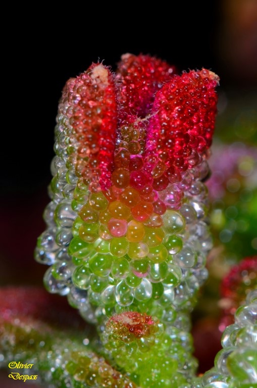 La Fleur aux gouttes multicouleurs (Mesembryanthemum crystallinum / Ficoïde Glaciale)