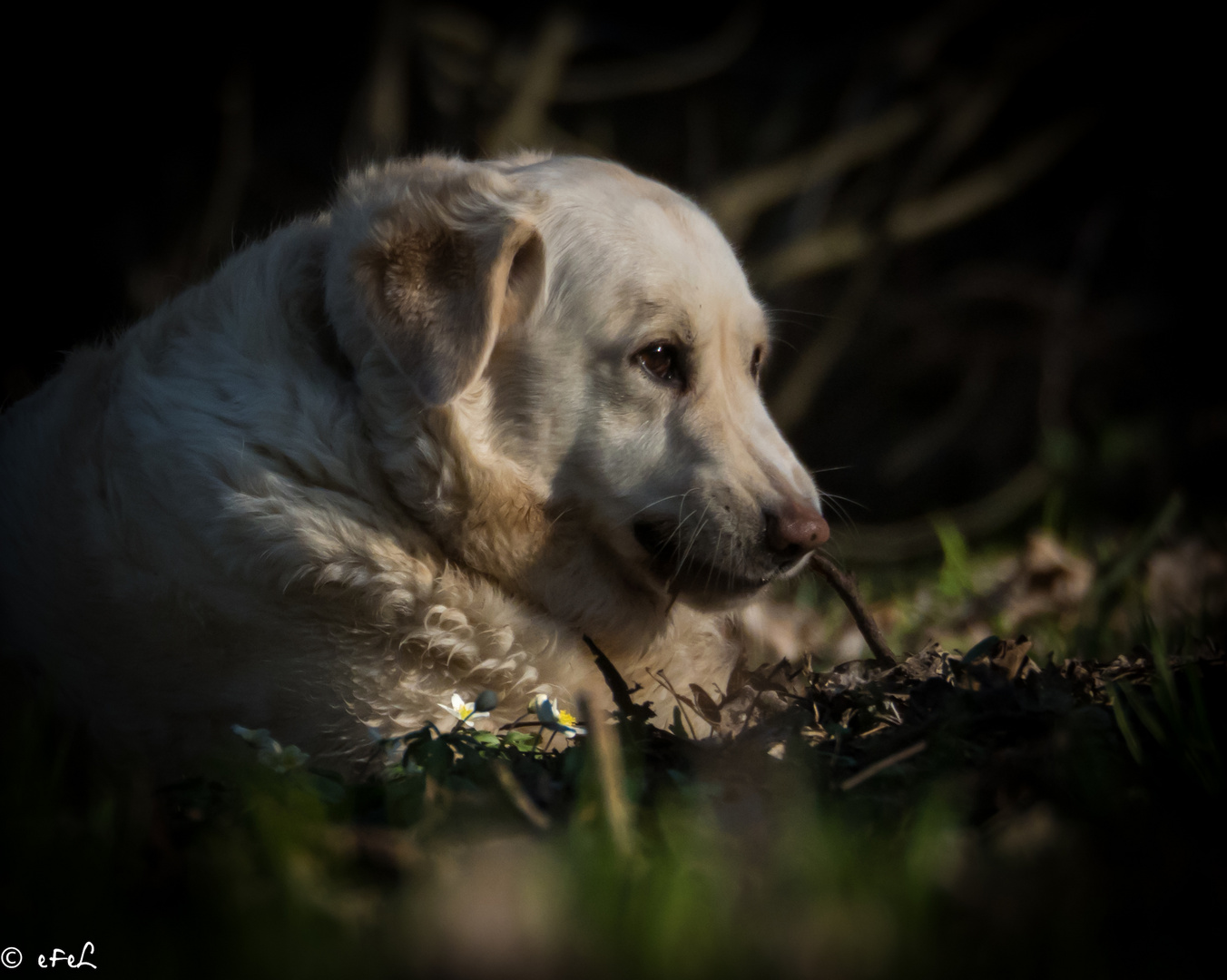 La fleur aux pieds du chien ! 