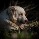 La fleur aux pieds du chien ! 