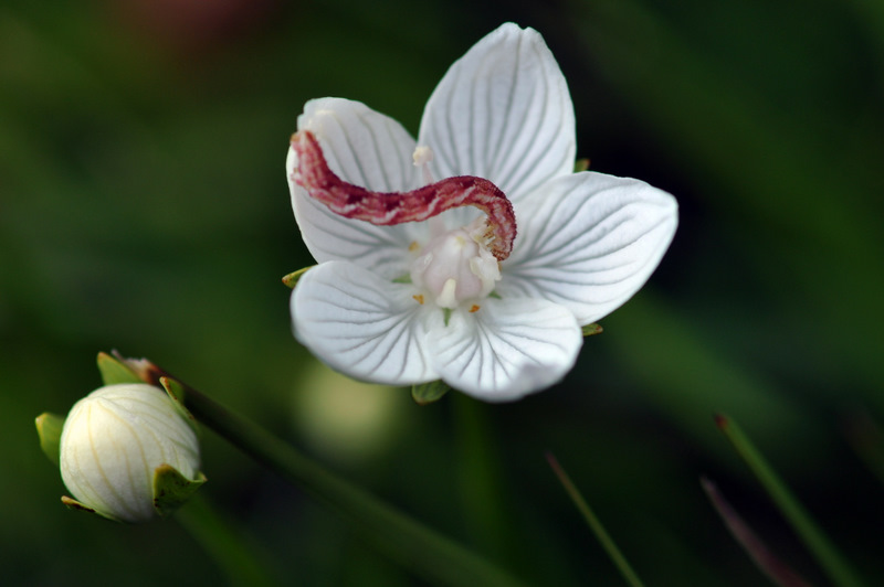 La fleur blanche à la chenille .