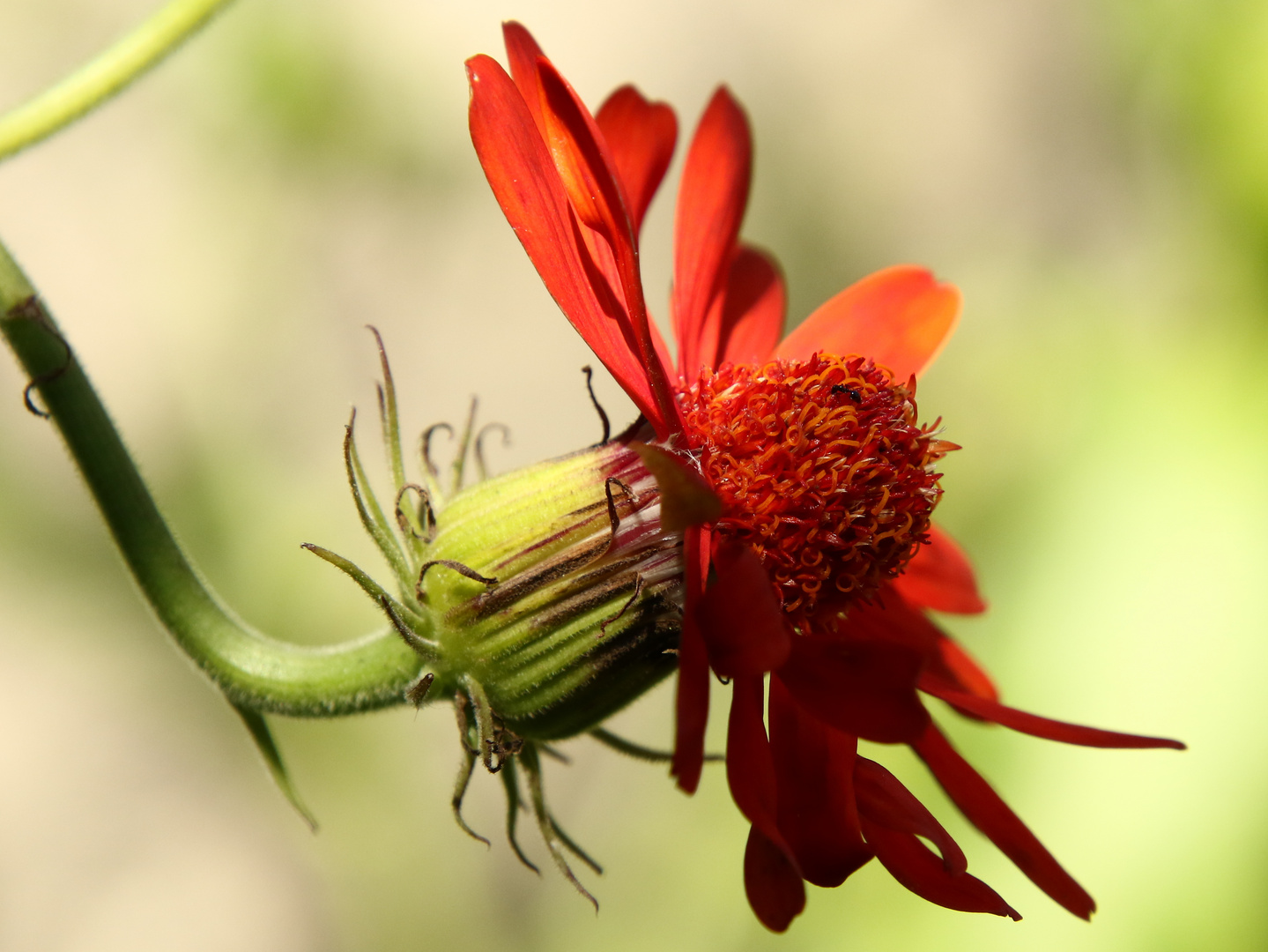 la fleur blessée !