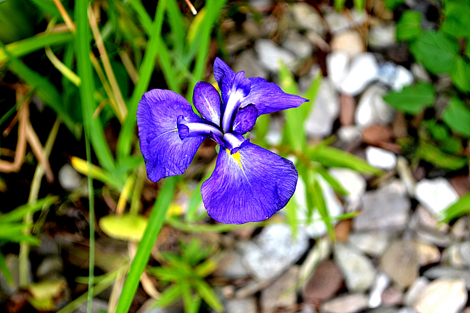 LA FLEUR BLEUE