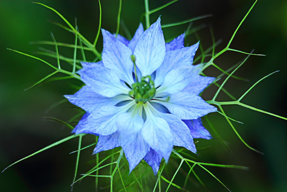 La fleur bleue !!!