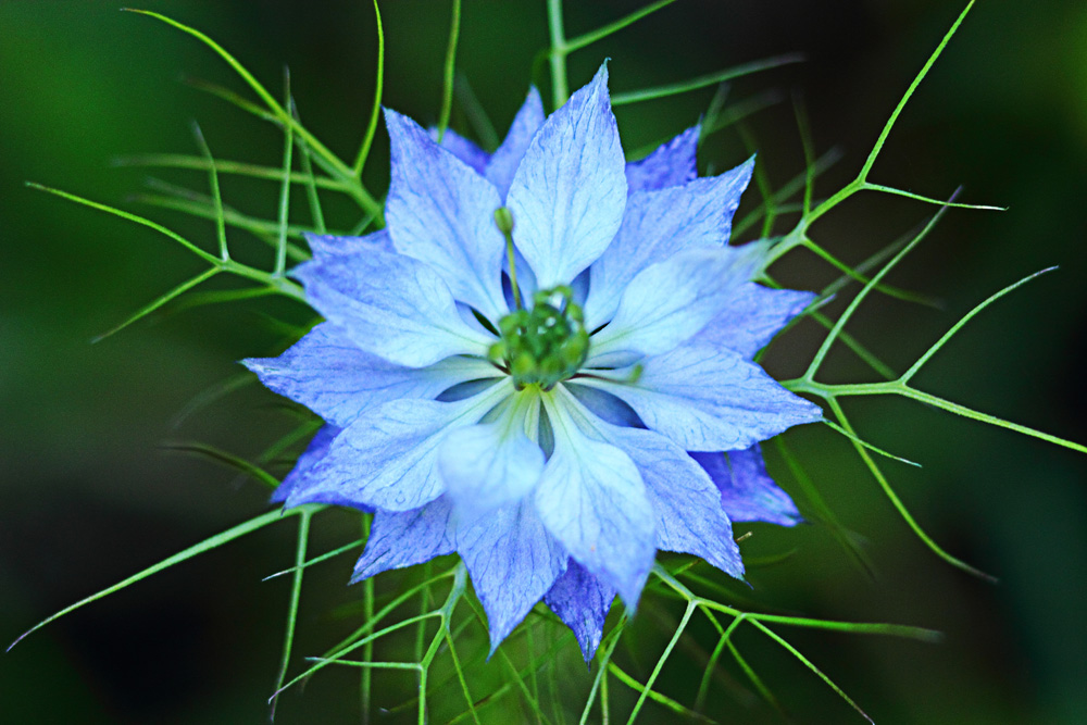La fleur bleue !!! photo et image | macro nature, macro fleurs, divers ...