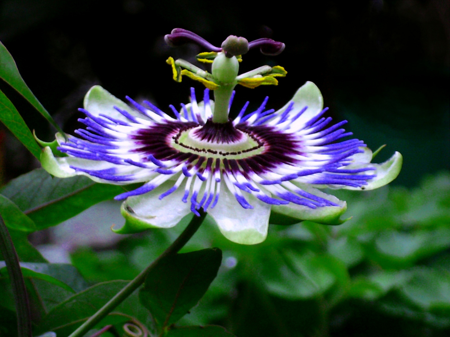 ...la fleur bleue de la passion...