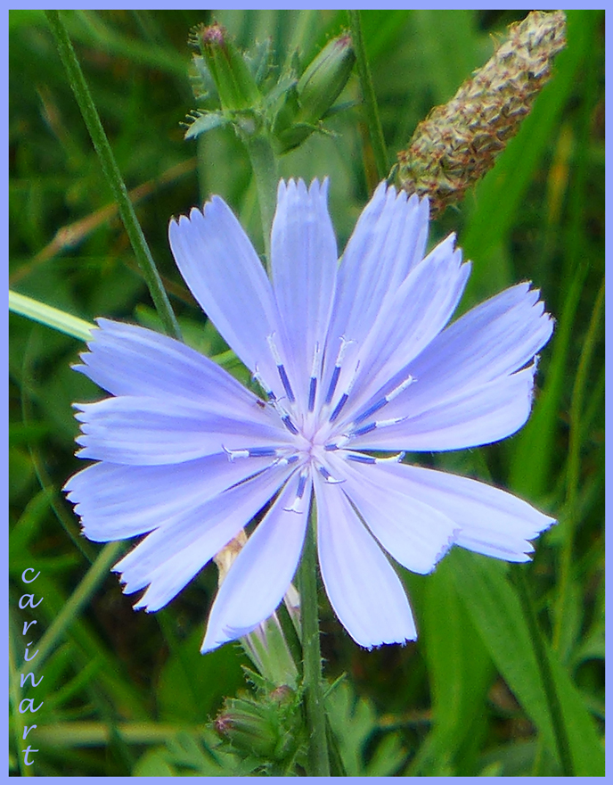 La fleur bleue ... /  Die blaue Blume ...