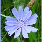 La fleur bleue ... /  Die blaue Blume ...