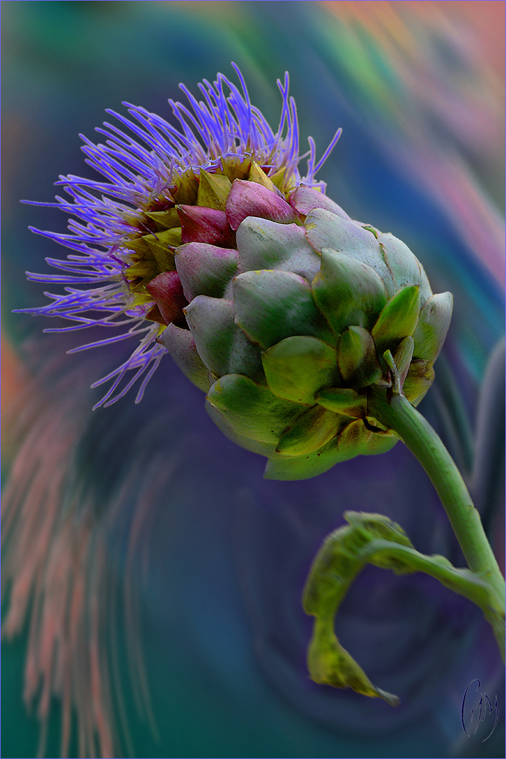 La fleur comestible...