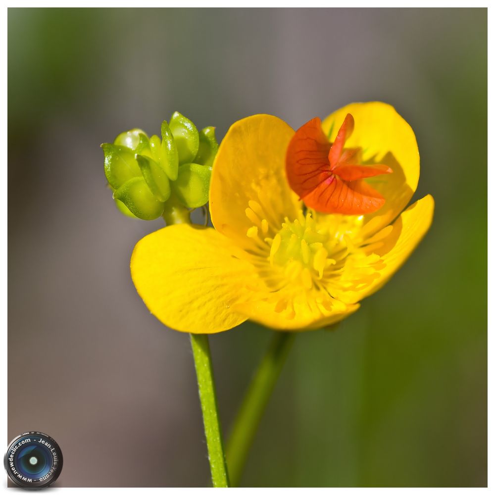 La fleur dans la fleur