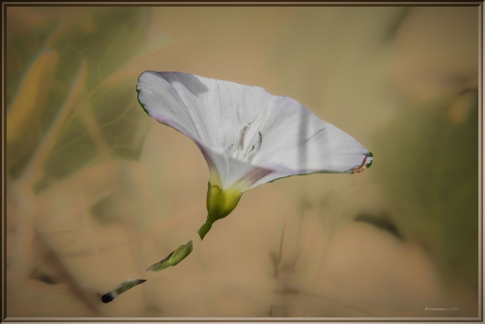 la fleur de dimanche