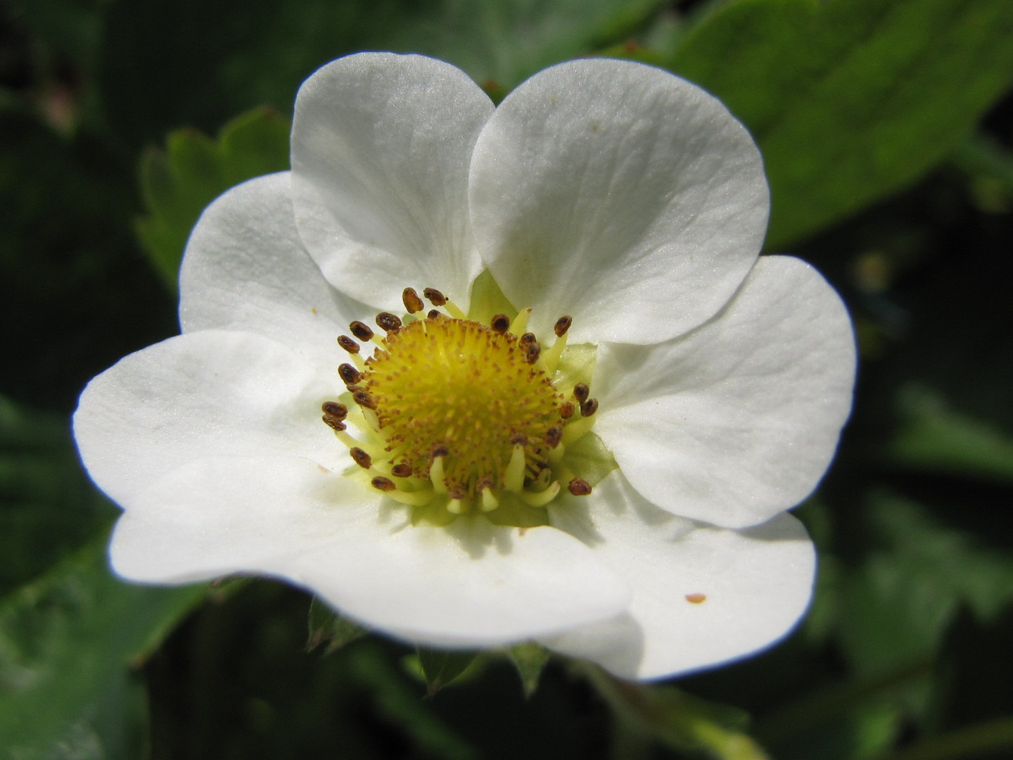 la fleur de fraise