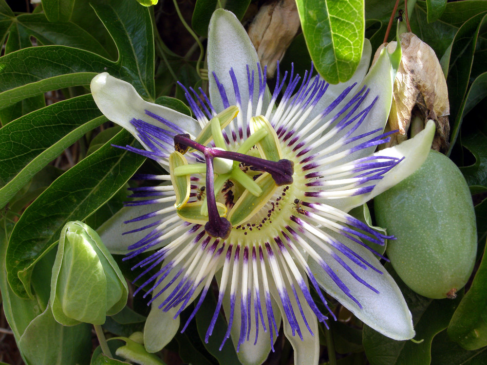 La fleur de la passion