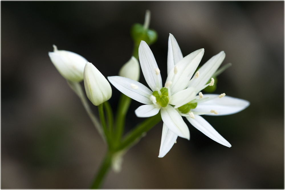 La fleur de l'ail des ours