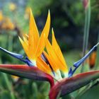 La fleur de l'oiseau du paradis