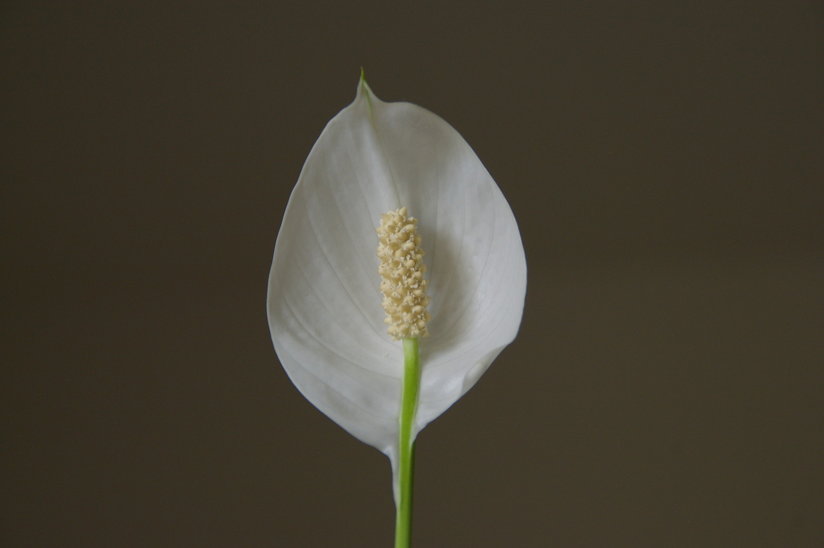 la fleur de ma plante interieur.