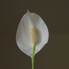 la fleur de ma plante interieur.