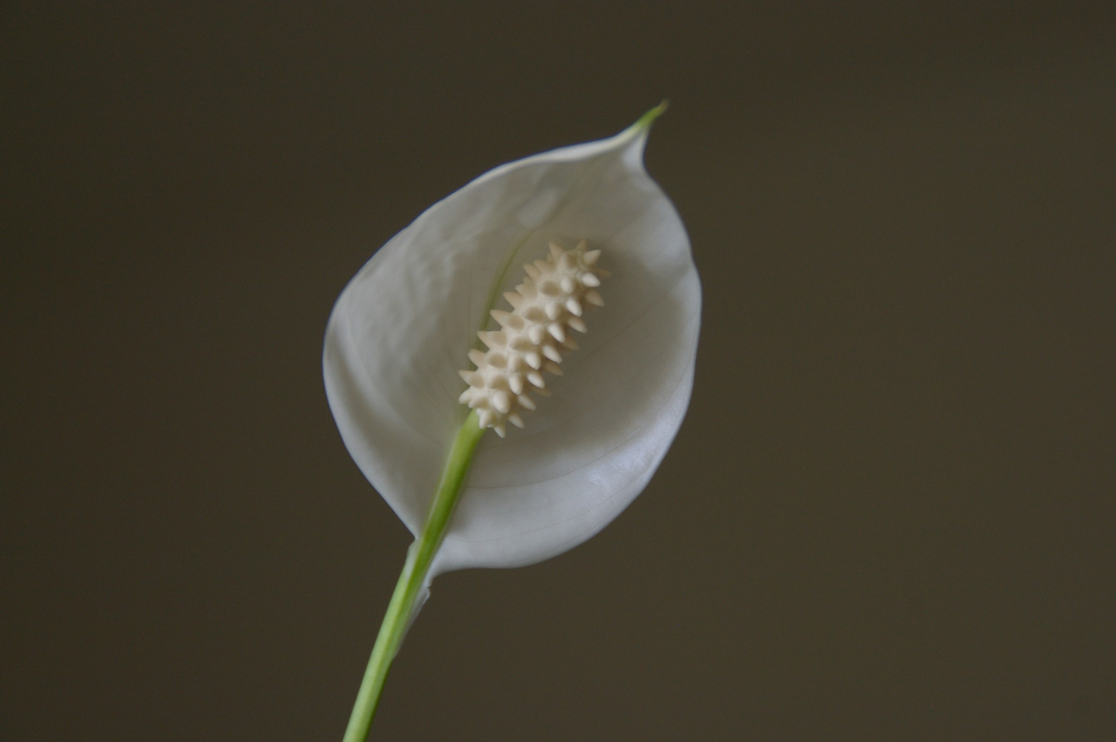 la fleur de ma plante intérieur 2