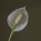 la fleur de ma plante intérieur 2