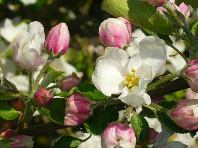 La fleur de pommier