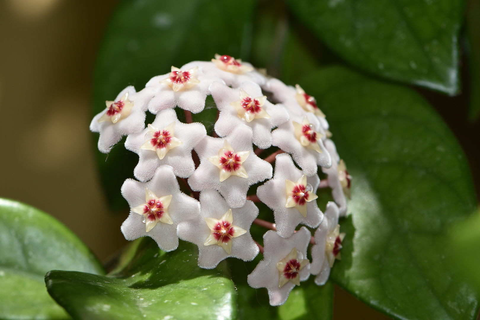 La fleur de porcelaine