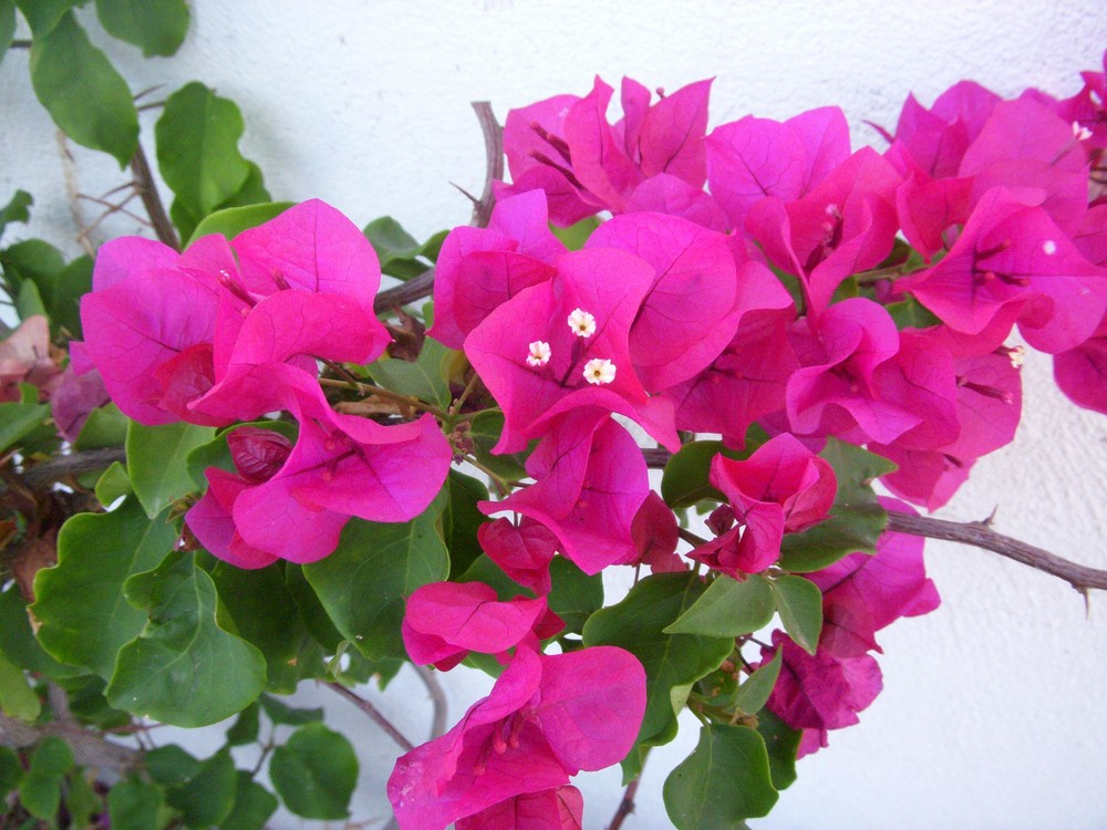 la fleur du Bougainvillier