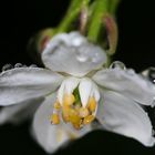 La fleur du choysia ou oranger du Mexique