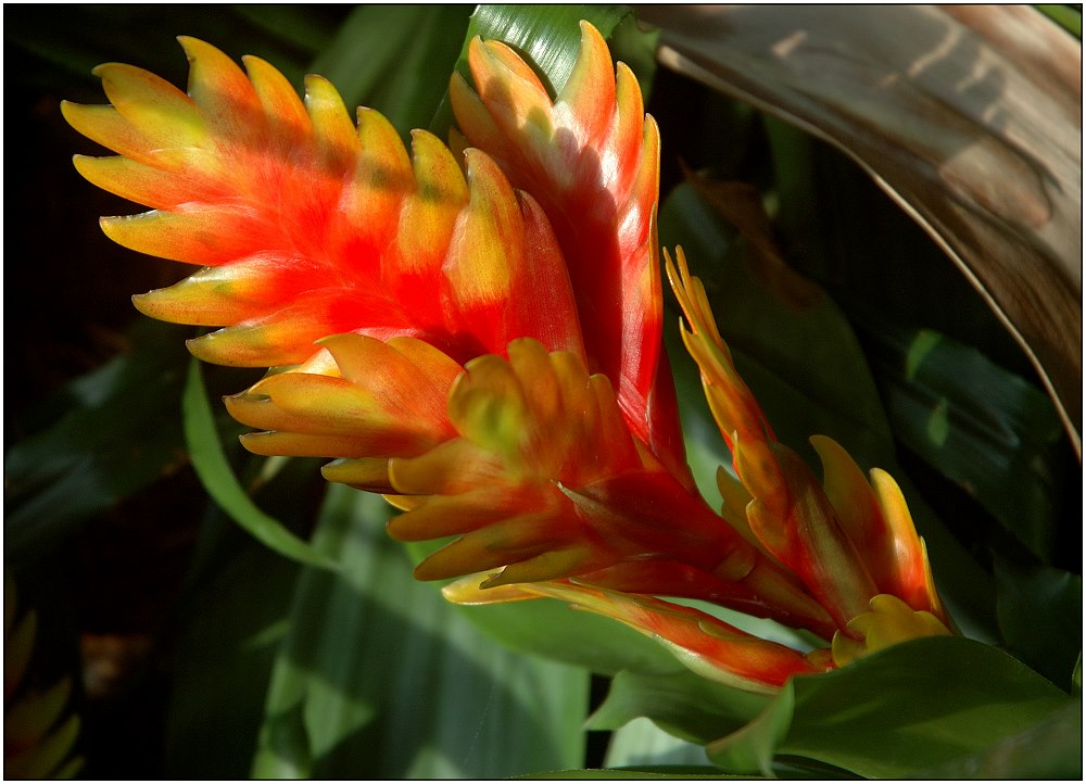 .. La fleur d'un Bromeliae ...