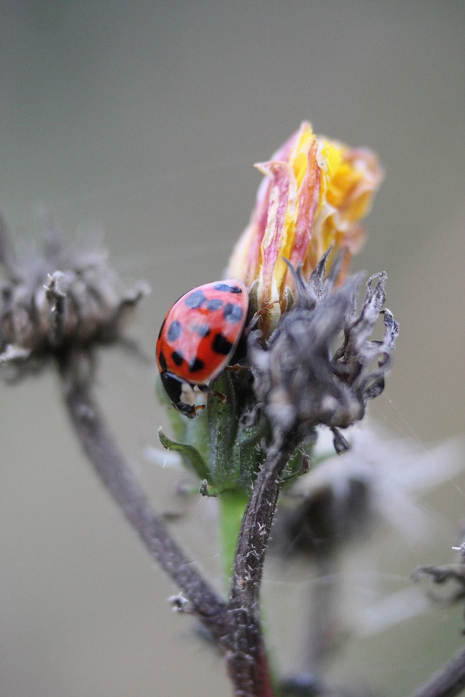 la fleur et la bête