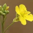 La fleur et la fourmis