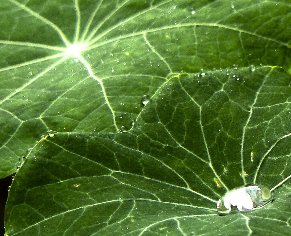 La fleur et la goutte d'eau