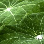 La fleur et la goutte d'eau