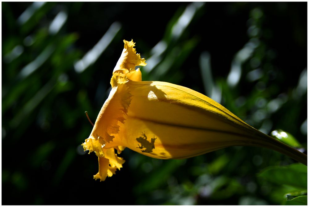 LA FLEUR ET LA GRENOUILLE