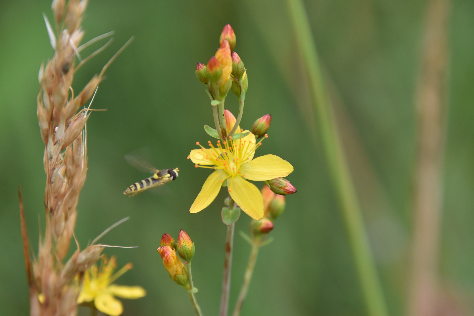 La fleur et la mouche