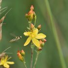 La fleur et la mouche