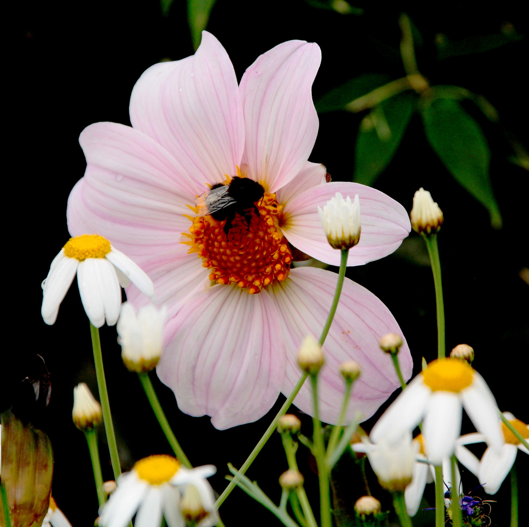 la fleur et le bourdon