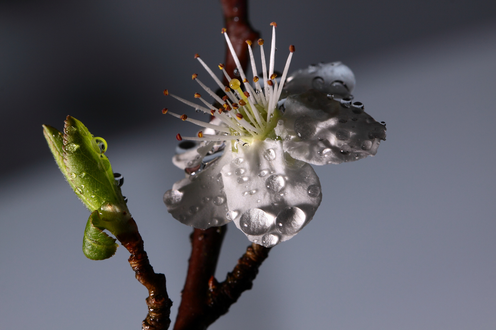 la fleur et le bourgeon