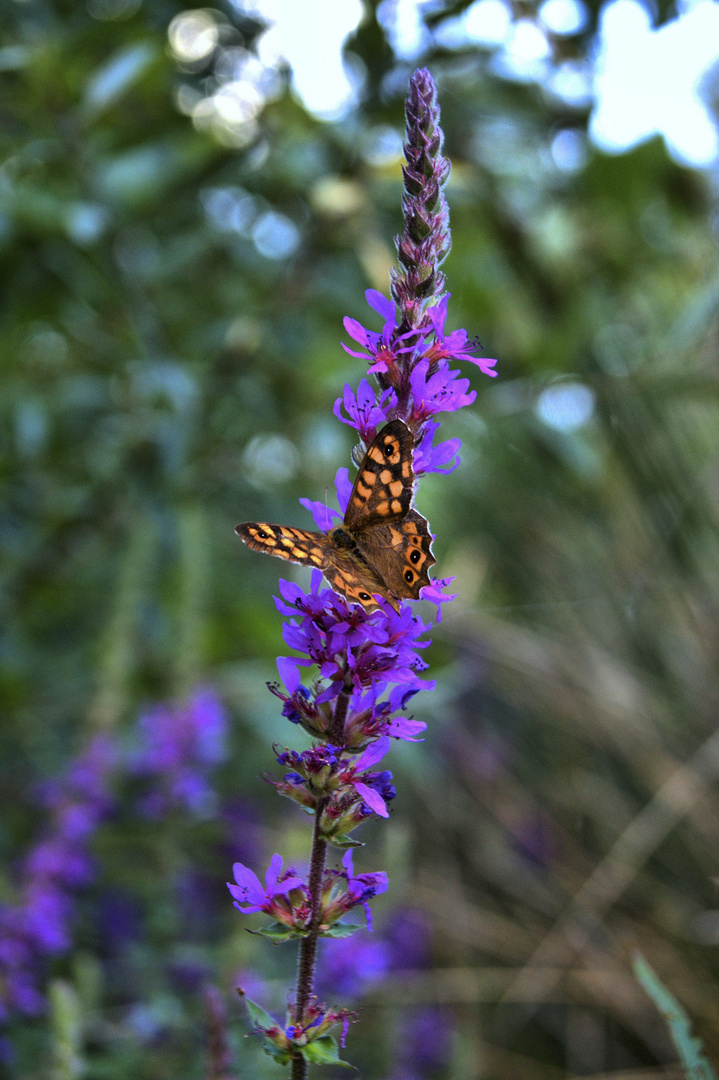 La Fleur et Le papillion