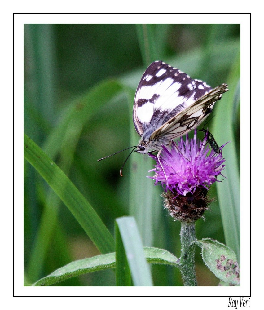 la fleur et le papillon