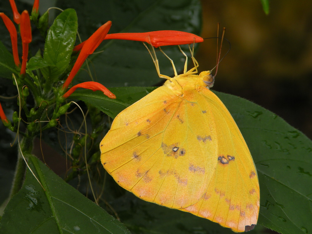 "La fleur et le papillon"