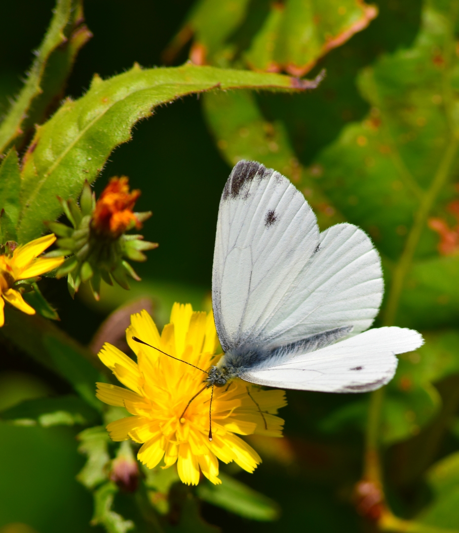 La fleur et le papillon