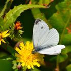 La fleur et le papillon