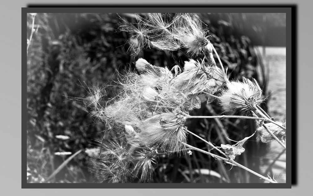 la fleur et le vent