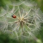 la fleur et l'insecte