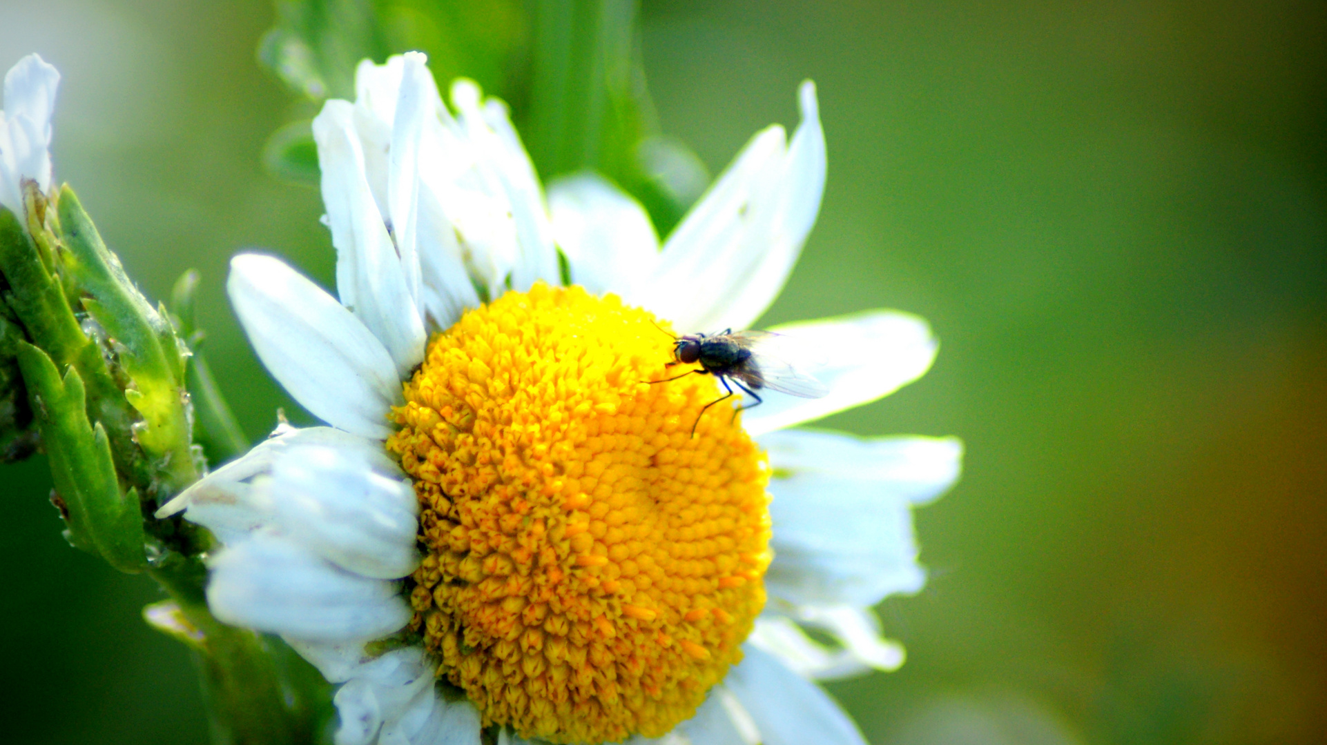 la fleur et sa mouche