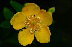 la fleur et son hôte