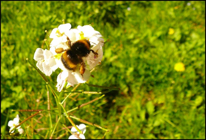 La fleur et son insecte